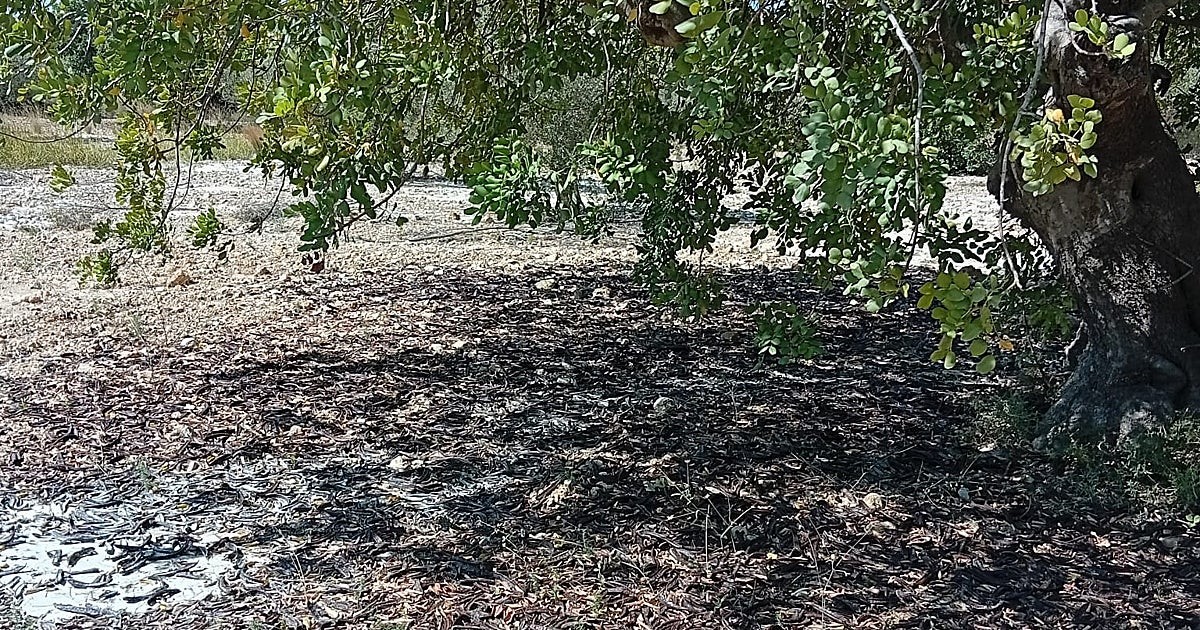 El algarrobo, el escudo natural contra el fuego que estamos dejando morir