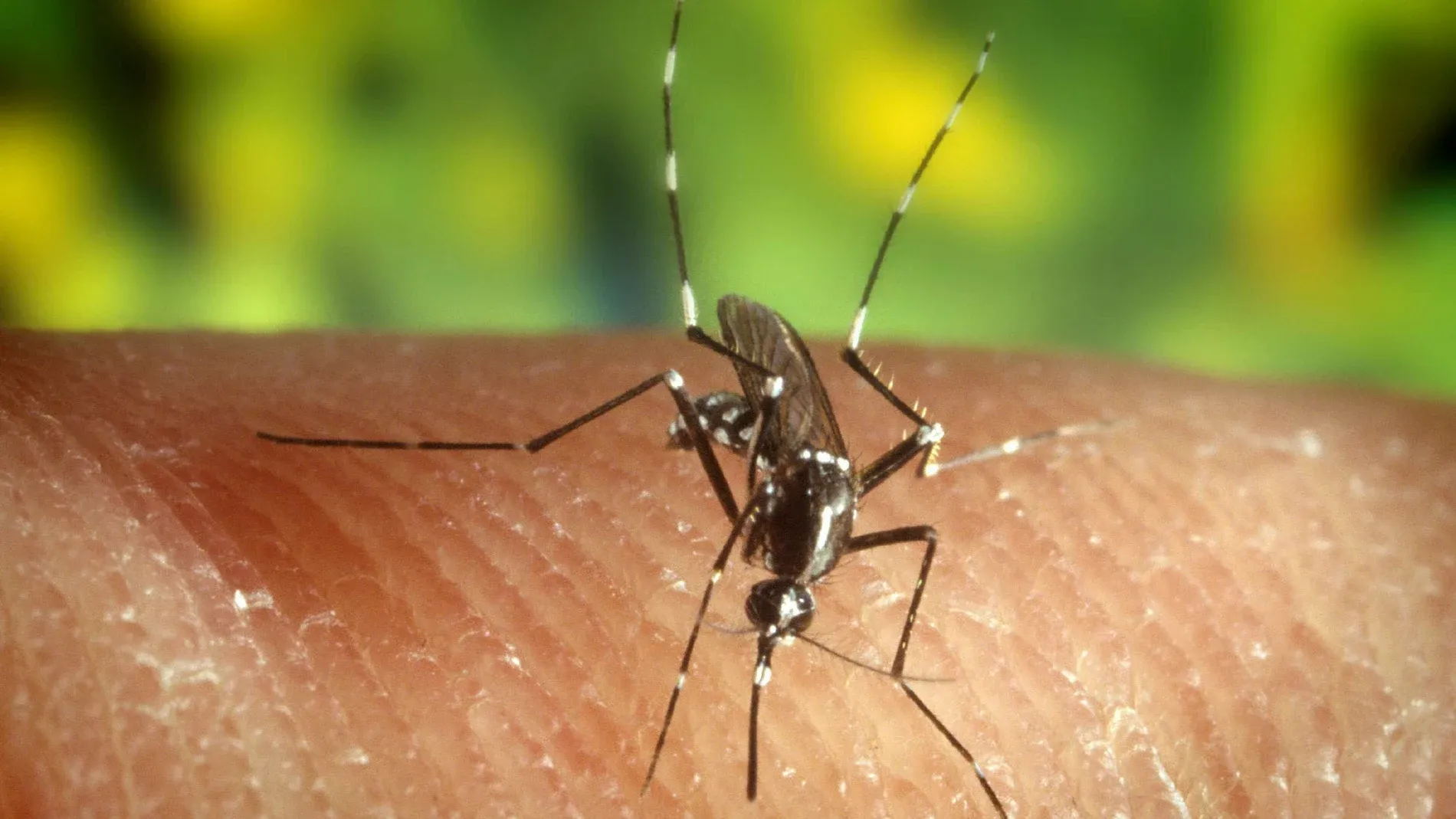 El virus del Nilo ya campa a sus anchas por Andalucía: cinco casos y nuevas zonas en alerta